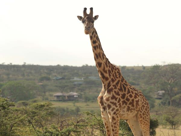 Kenya safari and Diani beach holiday