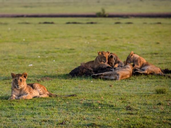 Kenya safari and Diani beach holiday