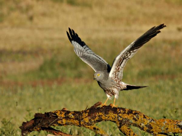 Bird watching holiday in Northern Spain