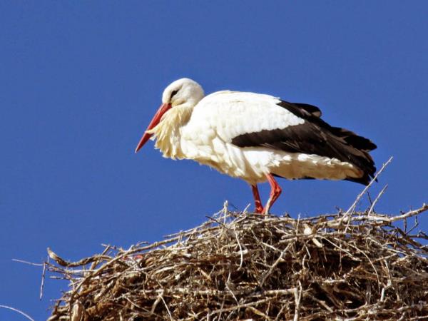 Bird watching holiday in Northern Spain