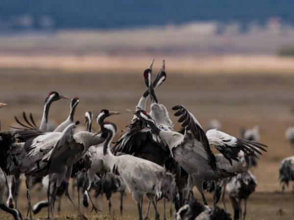 Bird watching holiday in Northern Spain
