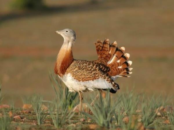 Bird watching holiday in Northern Spain