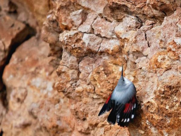 Bird watching holiday in Northern Spain