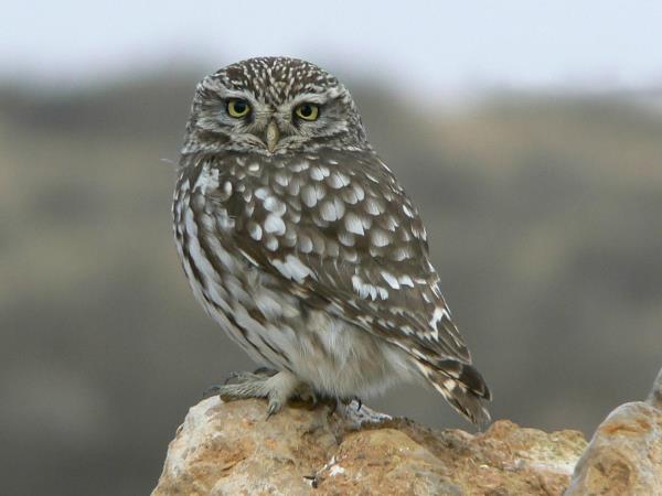 Bird watching holiday in Northern Spain
