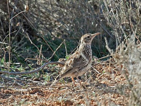 Bird watching holiday in Northern Spain
