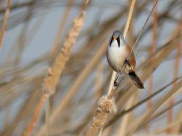 Bird watching holiday in Northern Spain
