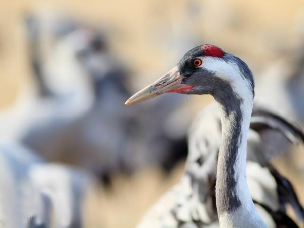Bird watching holiday in Northern Spain