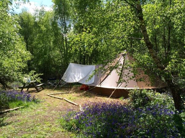 Beech Estate woodland campsite in Sussex