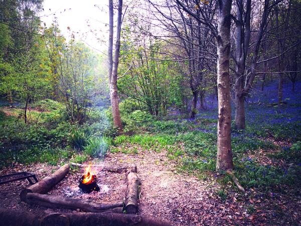 Beech Estate woodland campsite in Sussex
