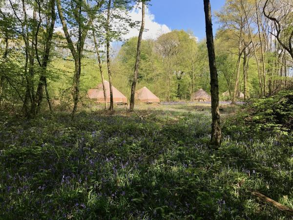 High Weald eco forest camping, England