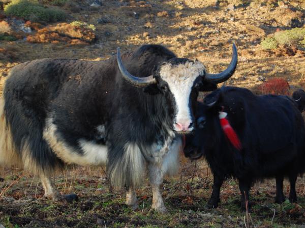 Druk Path trekking holiday in Bhutan