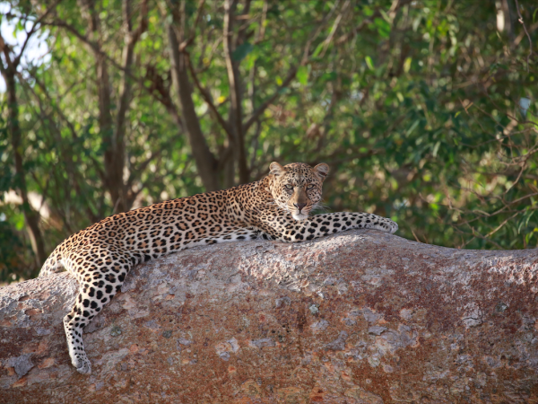 Tanzania luxury safari, tailor made