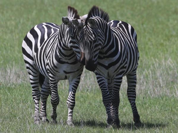 Tanzania luxury safari, tailor made
