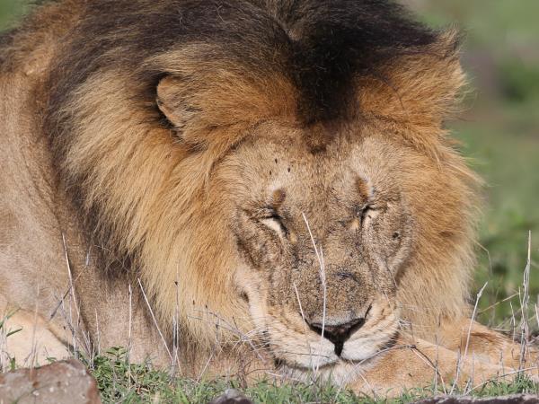 Tanzania luxury safari, tailor made