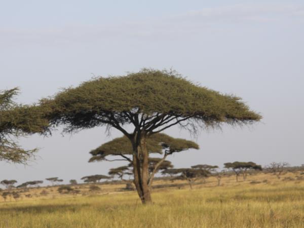 Tanzania luxury safari, tailor made