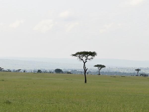 Tanzania luxury safari, tailor made