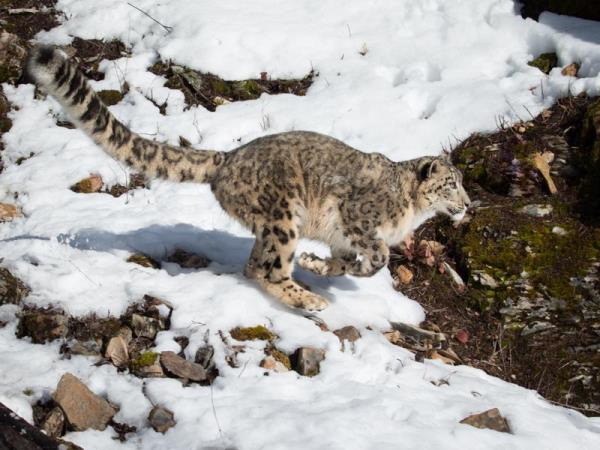 Snow Leopard tracking holiday, Central Asia