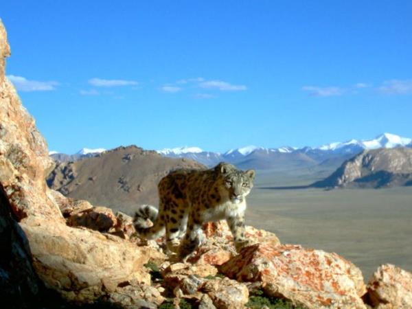 Snow Leopard tracking holiday, Central Asia