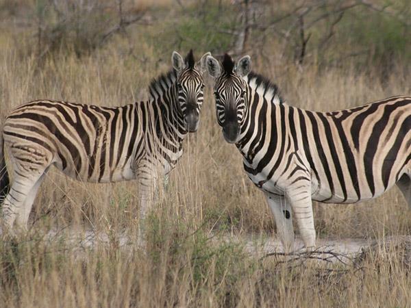 Namibia walking and wildlife holiday
