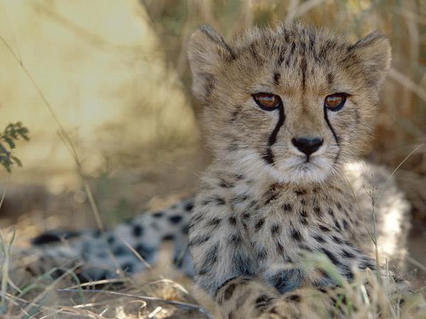 Namibia walking and wildlife holiday