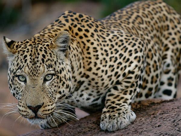 Namibia walking and wildlife holiday