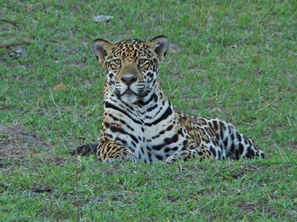 Brazil 10 day tour, Pantanal & Amazon