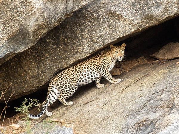 North India wildlife holiday
