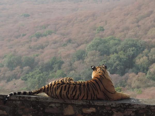 North India wildlife holiday