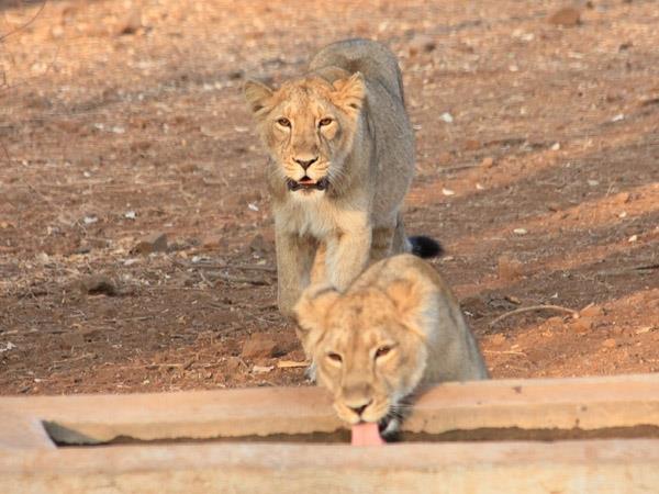 North India wildlife holiday