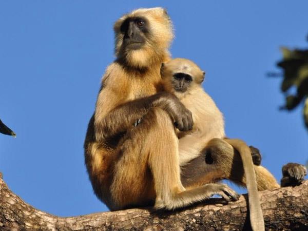 North India wildlife holiday