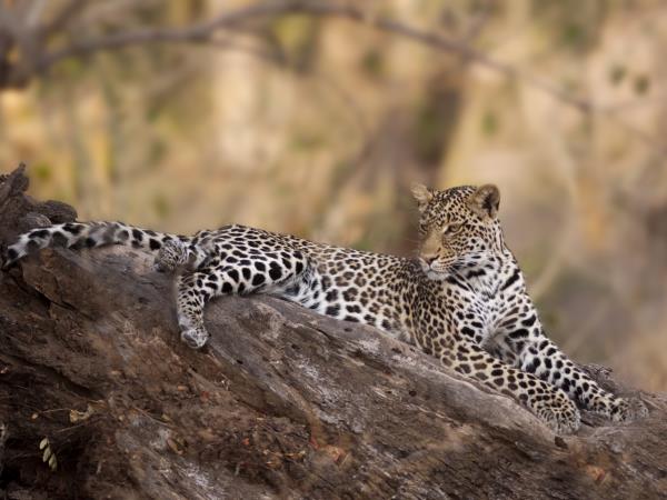 Botswana family holiday, green season safari