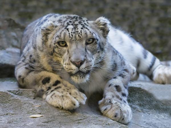 Snow Leopard trek in Nepal