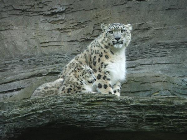 Snow Leopard trek in Nepal
