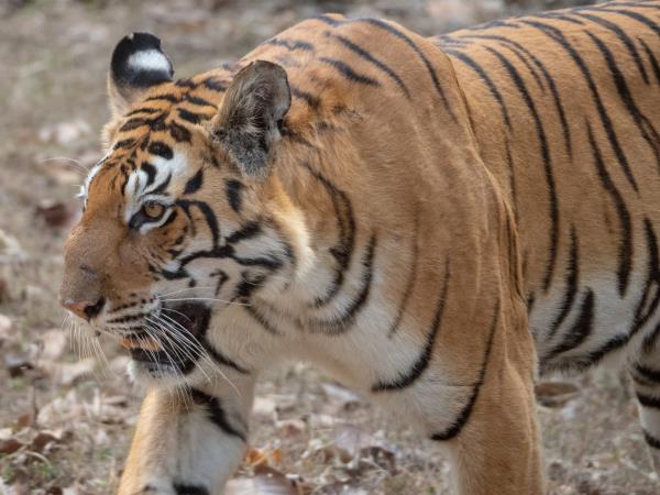 Kanha tiger safari & cycling tour, India