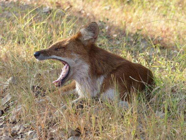 Kanha tiger safari & cycling tour, India