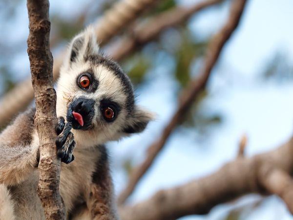 Madagascar luxury holiday, 12 days