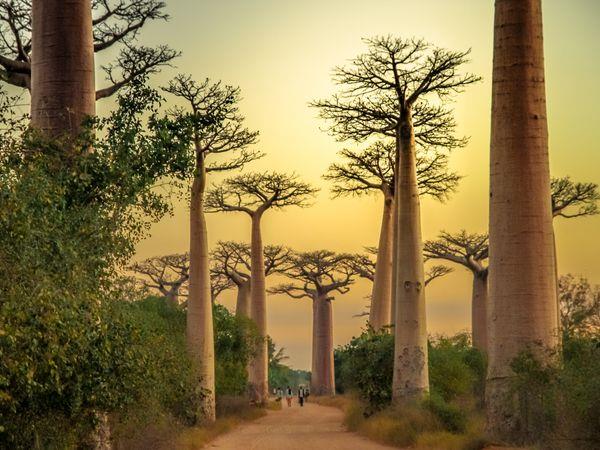 Madagascar luxury holiday, 12 days