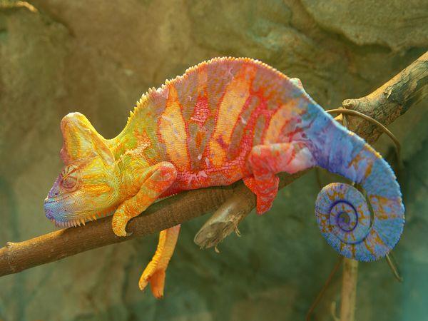Madagascar wildlife tour, 15 days