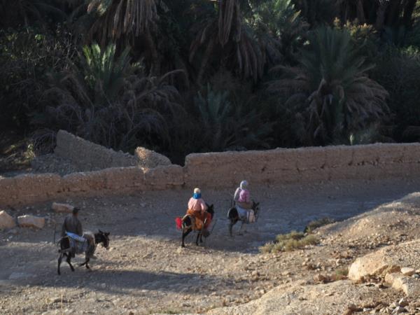 Morocco camel trekking holiday