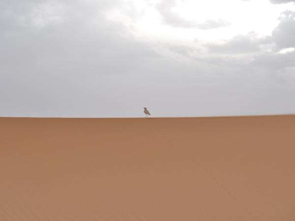 Morocco camel trekking holiday