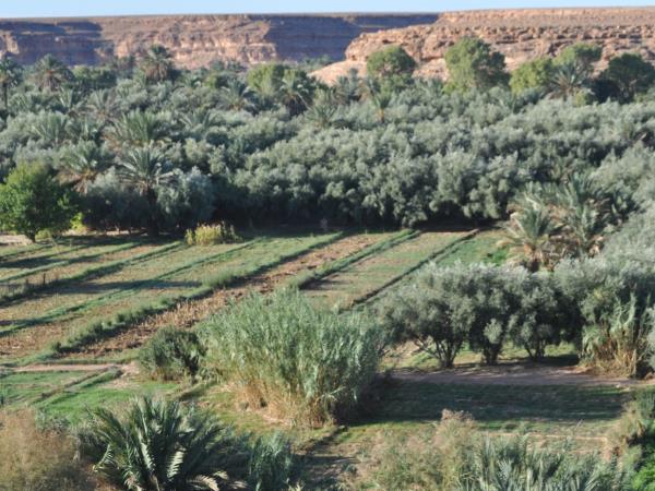 Morocco camel trekking holiday