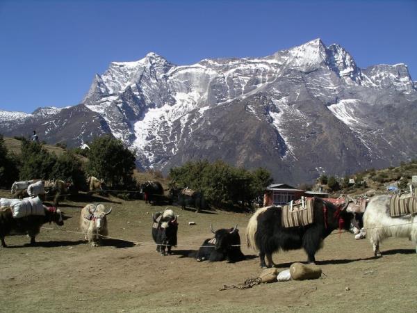 Numbur cheese circuit trek in Nepal