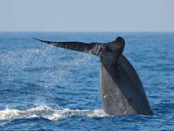 Sri Lanka wildlife watching tour