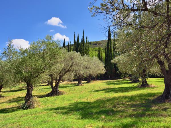 Wine and olive oil tour in Greece