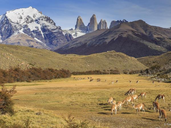 Tour of Patagonia, El Calafate & Torres del Paine