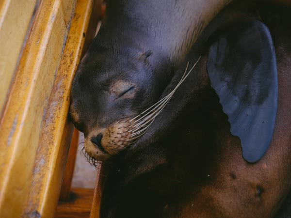 Galapagos conservation & photography holiday