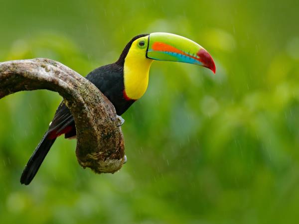 Nicaragua cultural and wildlife tour