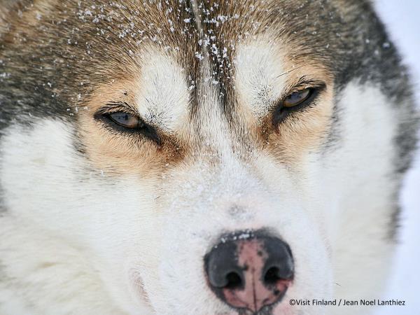 Finland husky safari holiday