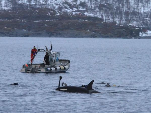 Swim with orcas in fjords of Norway