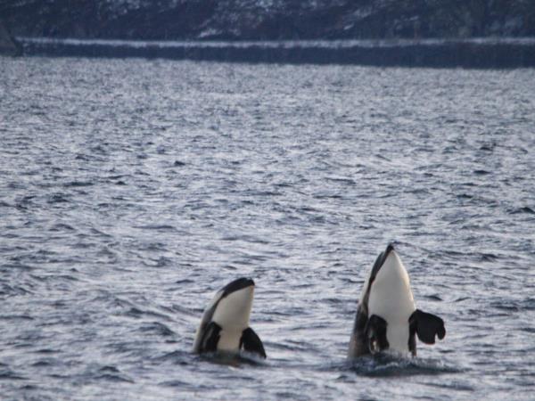 Swim with orcas in fjords of Norway